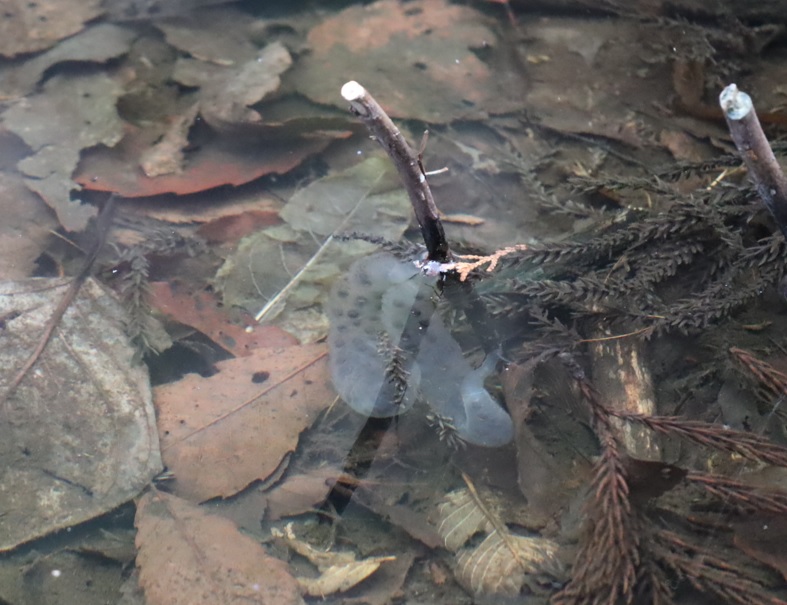 里山Y 山の中のひっそりとした水溜まり トウキョウサンショウウオの卵塊1_2022年3月24日16時30分頃_気温13度